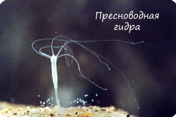 Kra44.cc