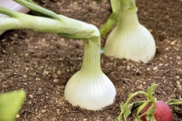 Сайты по продаже наркотиков